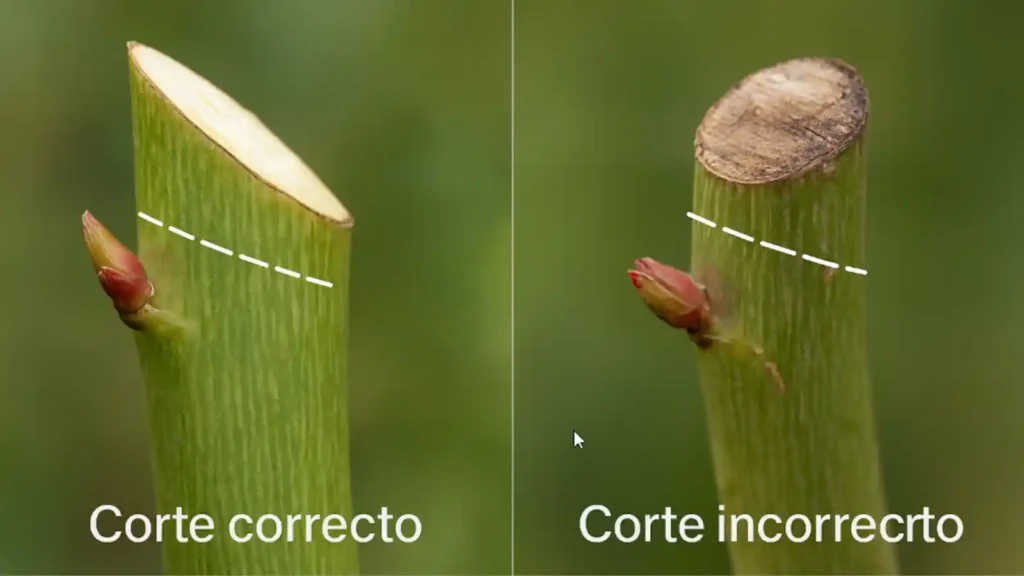 comparativa de corte correcto en bisel sobre yema exterior y corte incorrecto plano y demasiado cerca que se seca