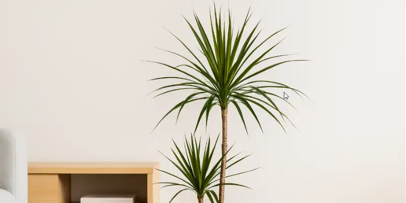 dracena marginata en maceta de interior con hojas largas y bordes rojizos