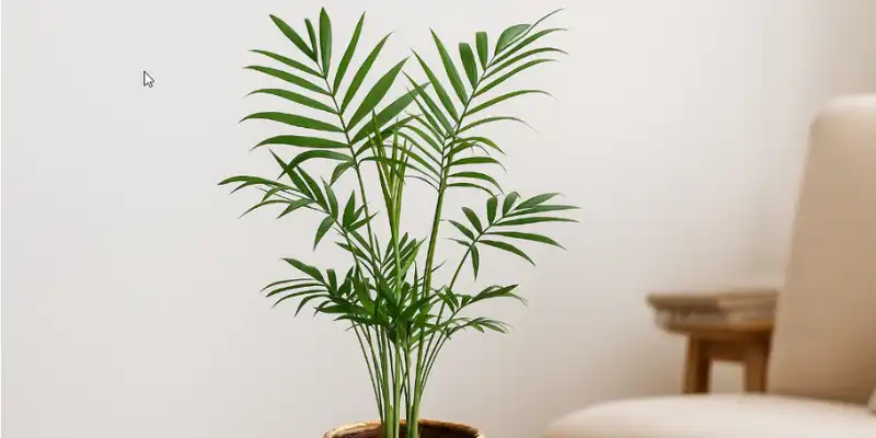 chamaedorea elegans palmera de interior en maceta de fibra natural en un salón luminoso