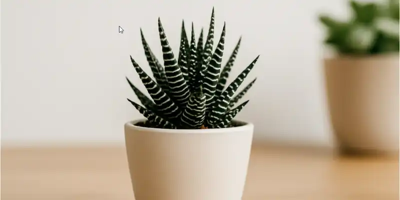 haworthia suculenta compacta en maceta de cerámica sobre mesa de madera