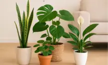 grupo de plantas de interior resistentes y purificadoras con sansevieria monstera y spathiphyllum en un salón luminoso